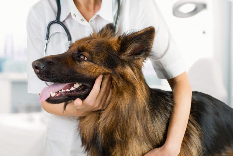 Southern Veterinary Partners Acquires 5 Hospitals