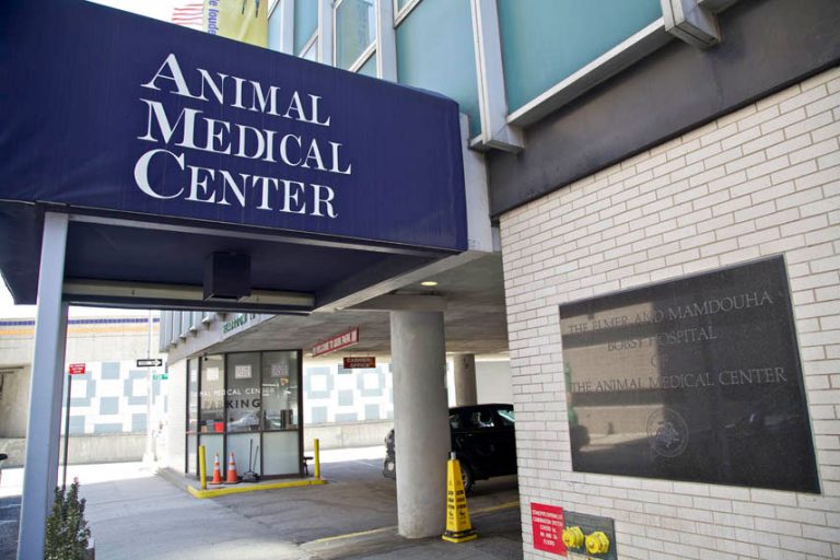 N.Y. Hospital Ramps up Pet Owner Education