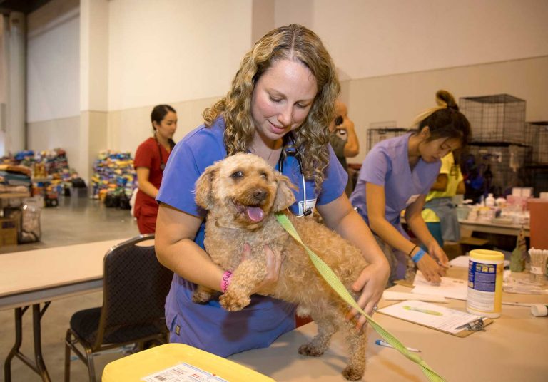 13 Banfield Hospitals Still Closed After Hurricanes