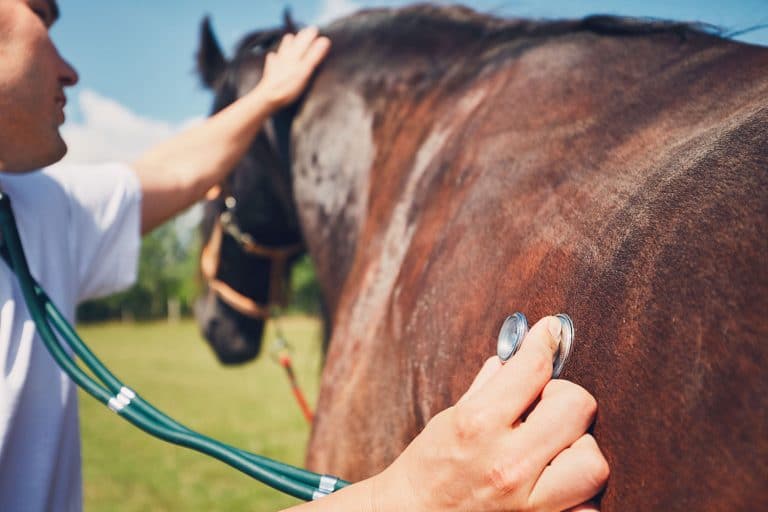 U.K.’s CVS Group Purchases B&W Equine Vets