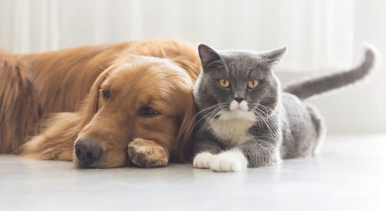 Diabetes Pet Care Alliance Ends Clinic Enrollment Cap