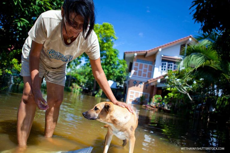 Pet Evacuation Kit Educates Vets and Clients