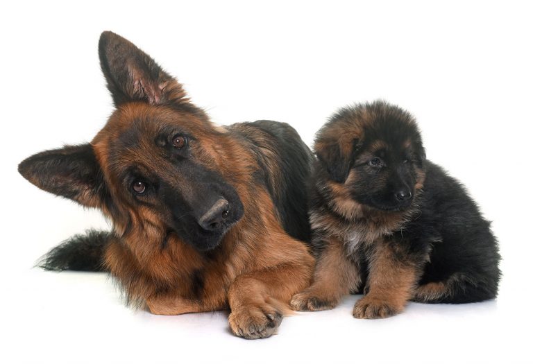 BVA Wants Vets to Become Breeding Educators