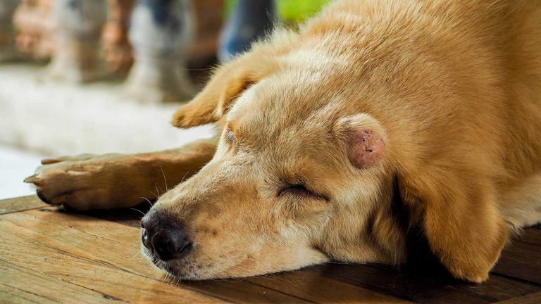 Brakke Examines the State of Pet Cancer