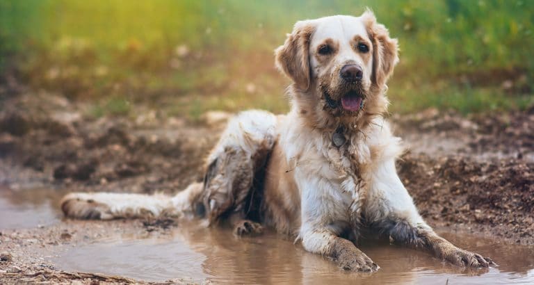 AVMA Hard at Work on Hurricane Relief