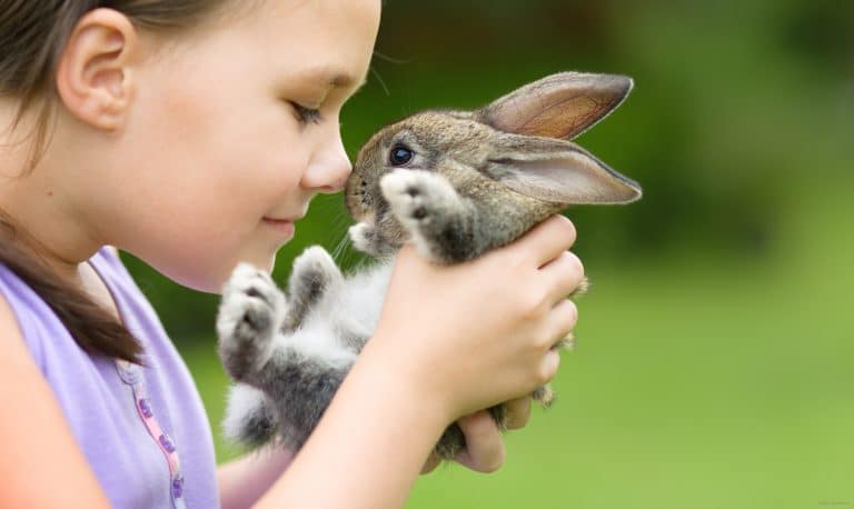 Rabbits and Hamsters Grow in Popularity