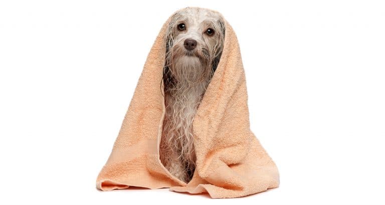 VCA Offers Free Post-Hurricane Pet Boarding