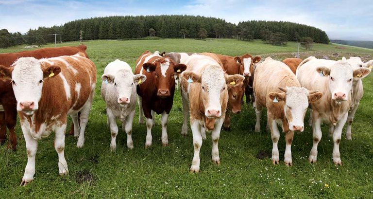 BVA Blog Addresses Antimicrobial Resistance