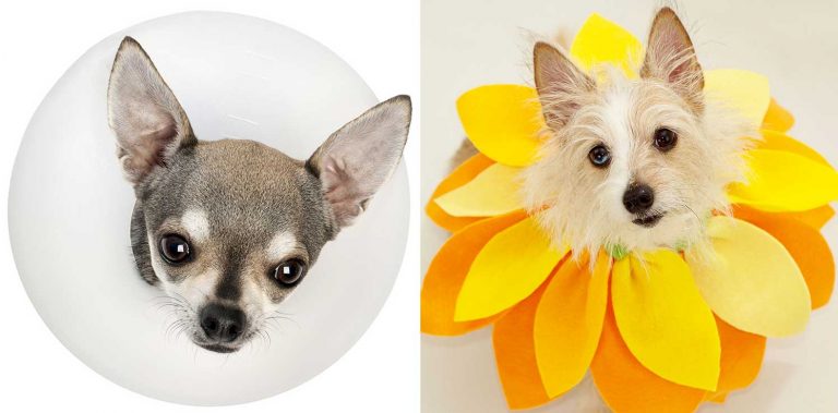 Trupanion Takes the ‘Eek!’ Out of E-Collars