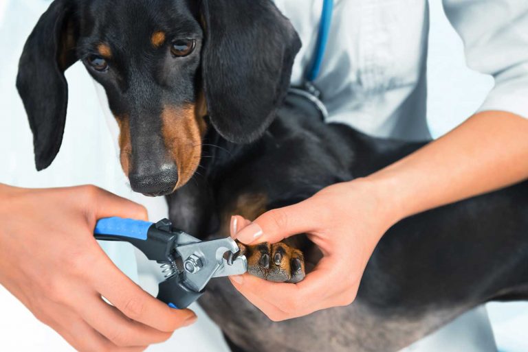 New From VIP Petcare: Nail Trims