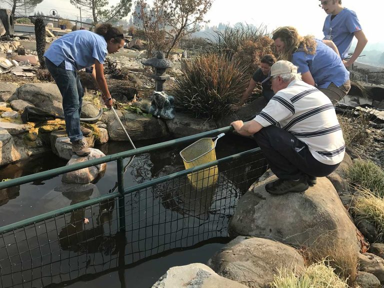 UC Davis Rescuers Go Fishing for Koi