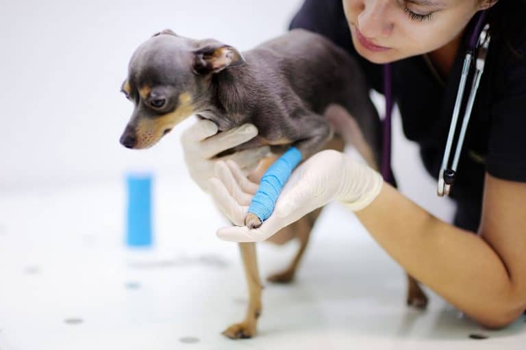 Veterinary Nurse Initiative Wins Industry Support