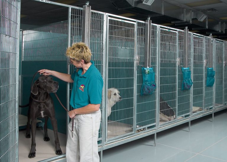 Get Onboard With Pet Boarding