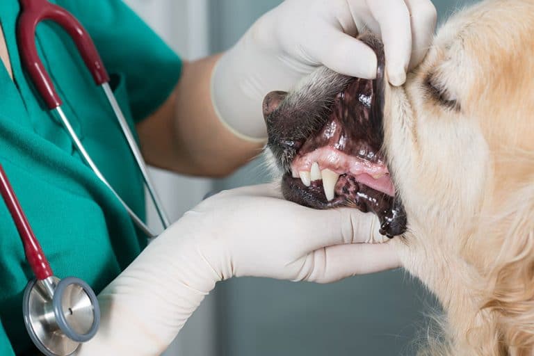 Build a Thriving Dental Practice