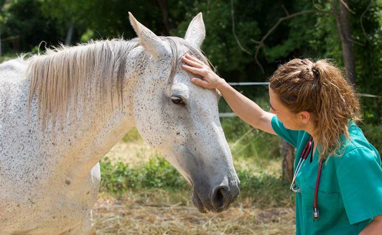 AAEP Foundation Launches Equine Research Fund