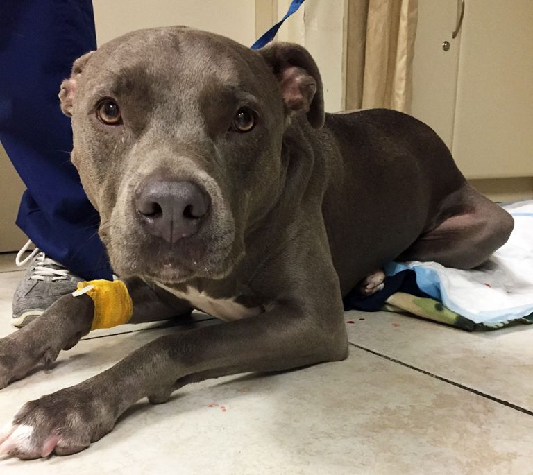 Florida Veterinarians Treat Victim of Bear Attack