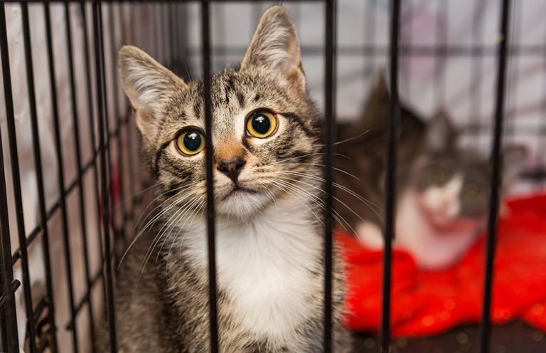 Morris Funds 5 Feline Health Studies