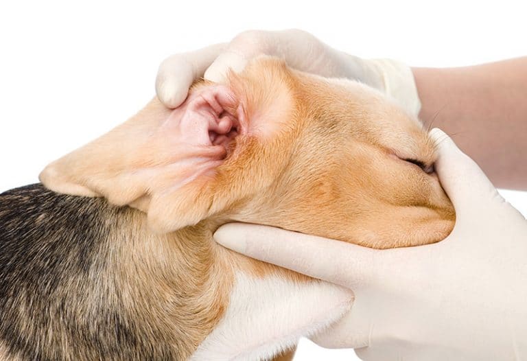 FDA reports inadvertent eye issues involving Osurnia, Claro