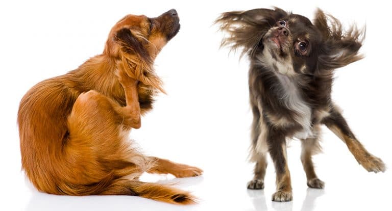 Dogs sleep less than is generally believed