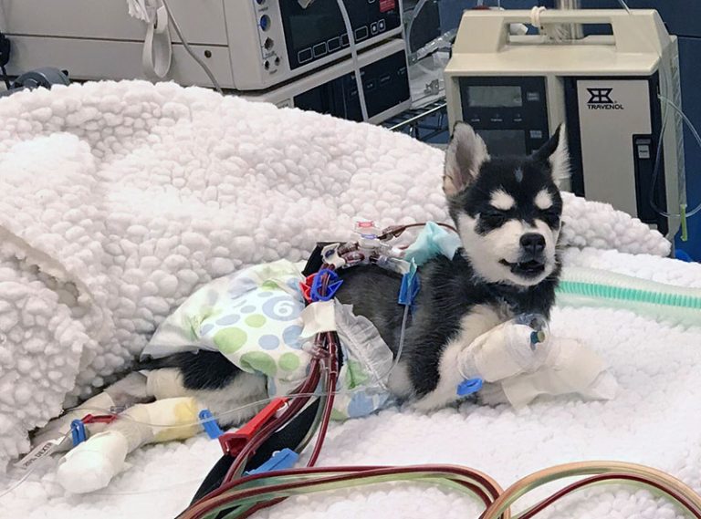 Toxic mushroom kills young California dog