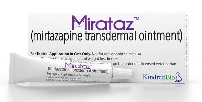 New KindredBio drug manages feline weight loss