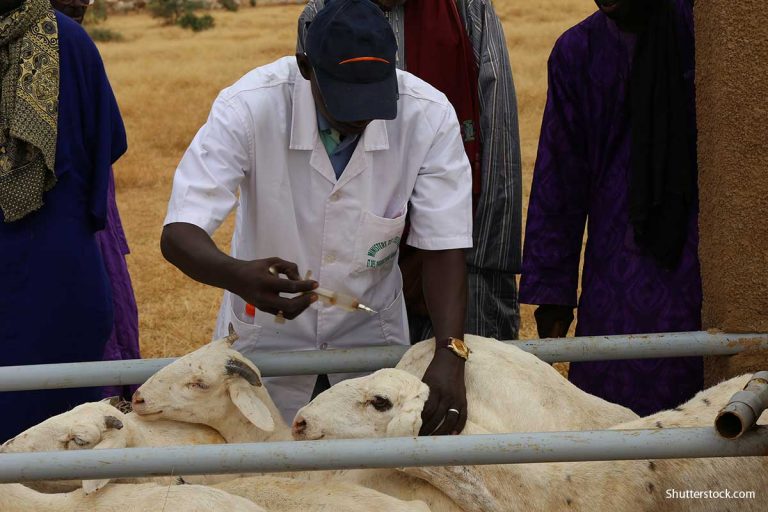 WSAVA gains support in effort to widen drug access