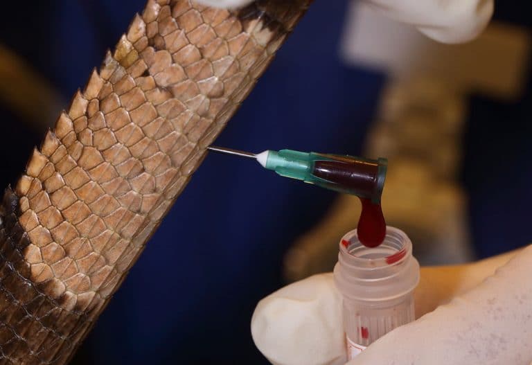 BVA members give it their best shot