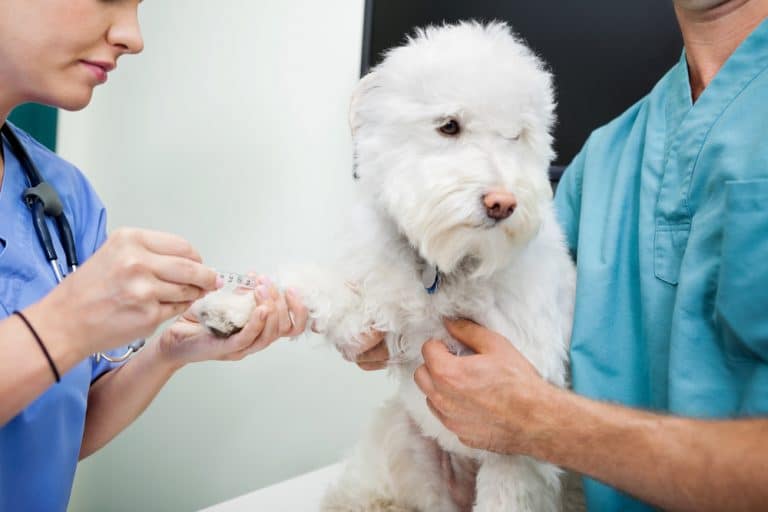 Pathway Vet Alliance to use Heska analyzers