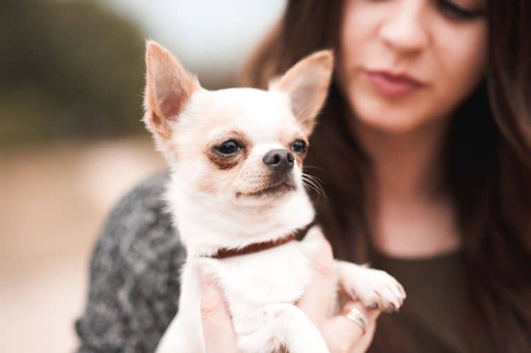 Dog owners appear to be downsizing