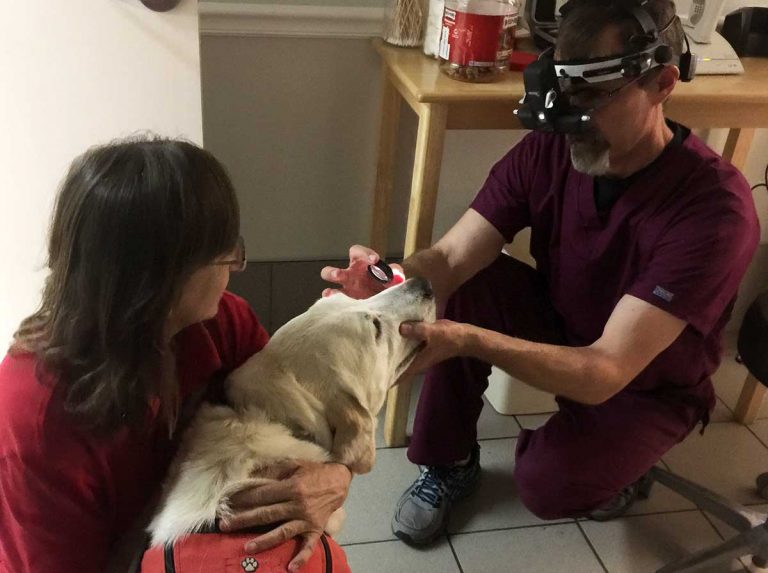 ACVO steps up to serve service animals