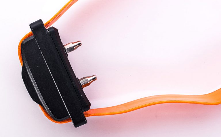 BVA welcomes English ban on pet shock collars