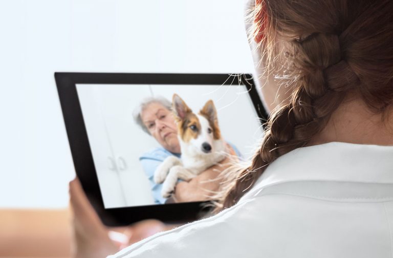AAVSB supports veterinary telemedicine reform