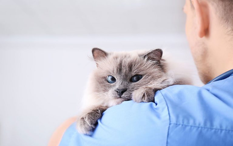 Trupanion hits insurance milestone: 500,000 pets
