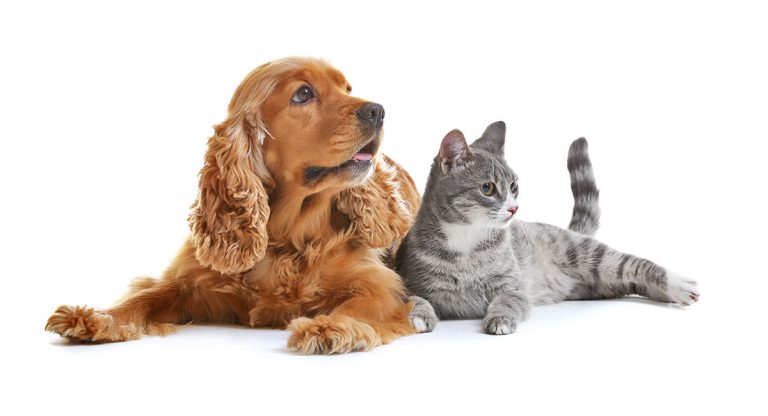 Healthy Paws reveals disorders that perturb pets