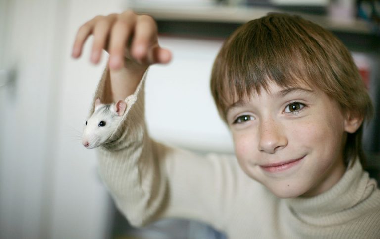 Survey: Kids favor rats over other pets