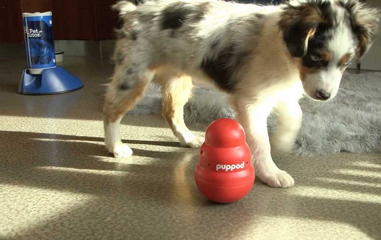 The smart money is on smart pet products
