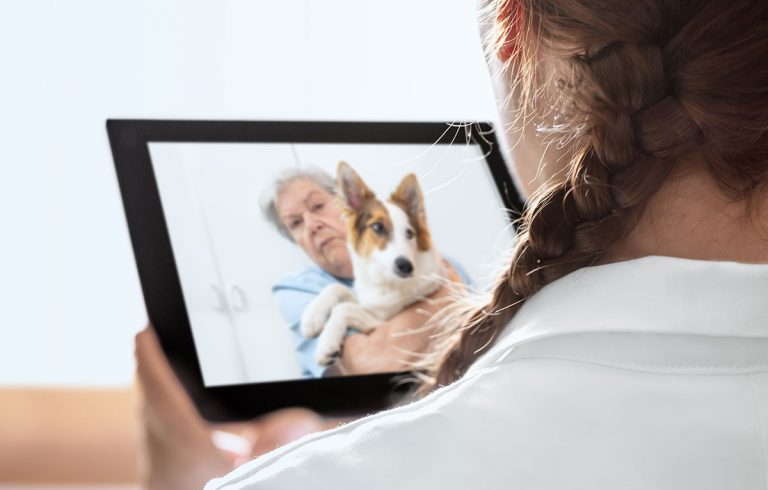 New Brakke report explores veterinary telehealth