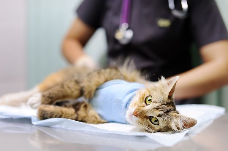 Humane Pennsylvania puts donation to good use