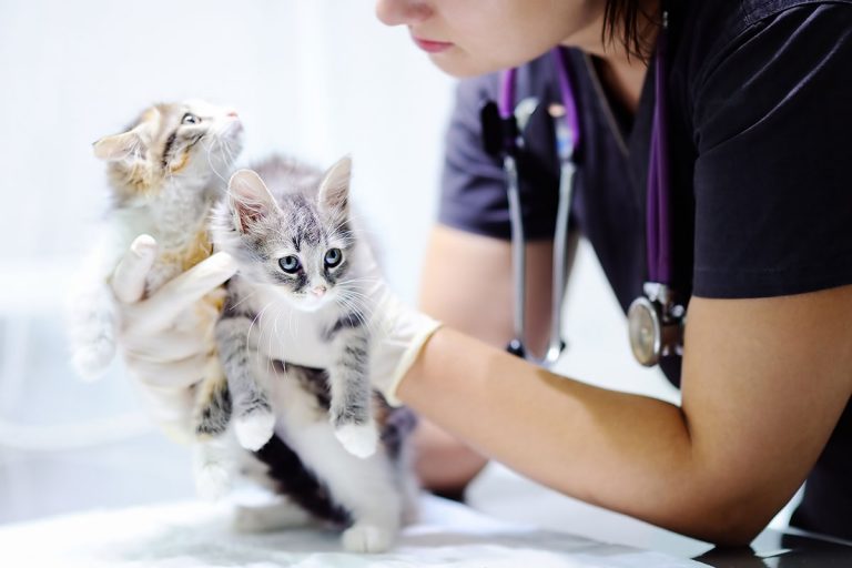 AAHA selects VCP as preferred provider