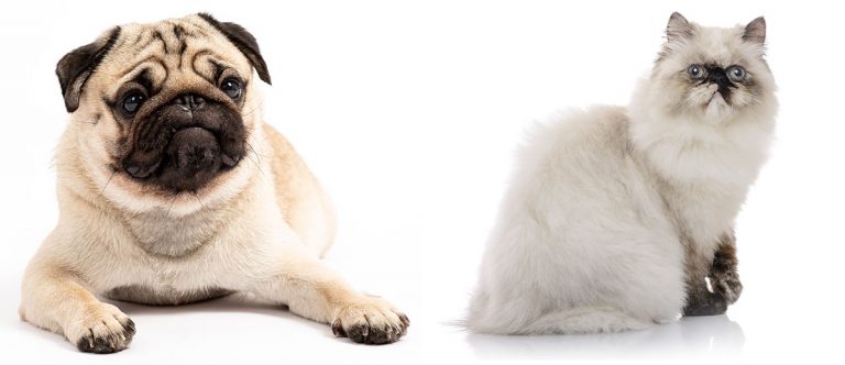 WSAVA pleads for health-conscious pet breeding
