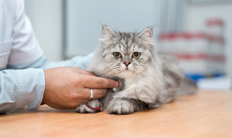 AVMA survey explores pet ownership trends