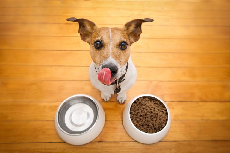 Petco says ‘no’ to artificial food ingredients