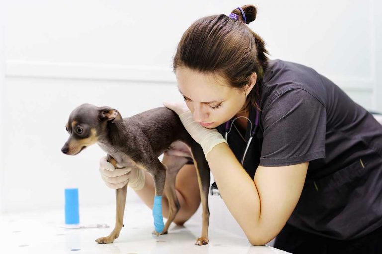 AAHA, Kansas State back Veterinary Nurse Initiative