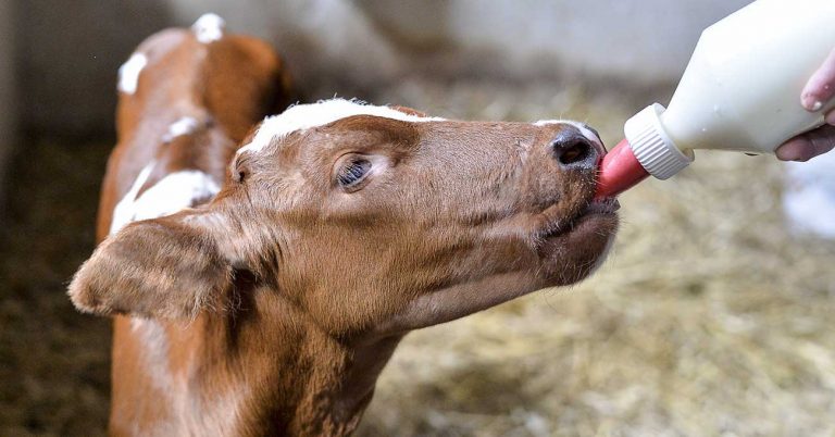 Vets Plus acquires animal nutrition company Merrick’s