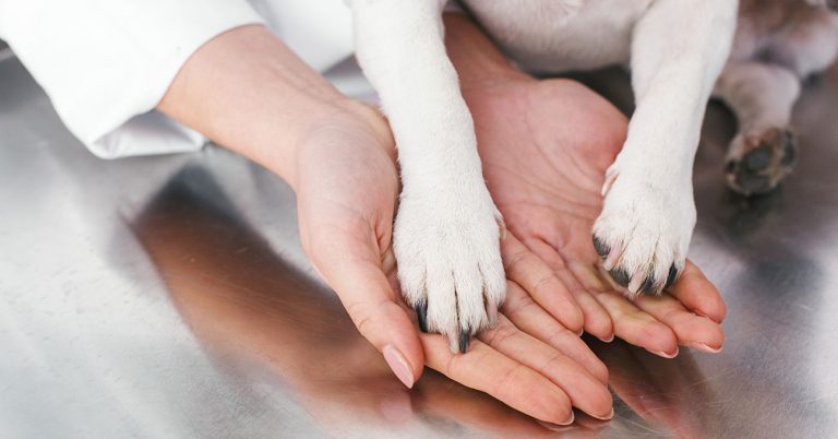 2018 was productive year for AKC Canine Health Foundation