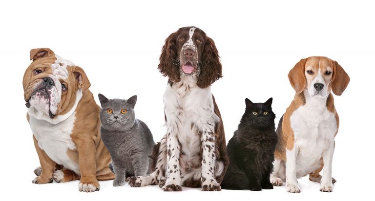 Dogs aren’t as popular in New England states
