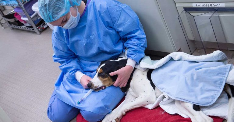 Purdue mobile clinic credited with 14,000 surgeries