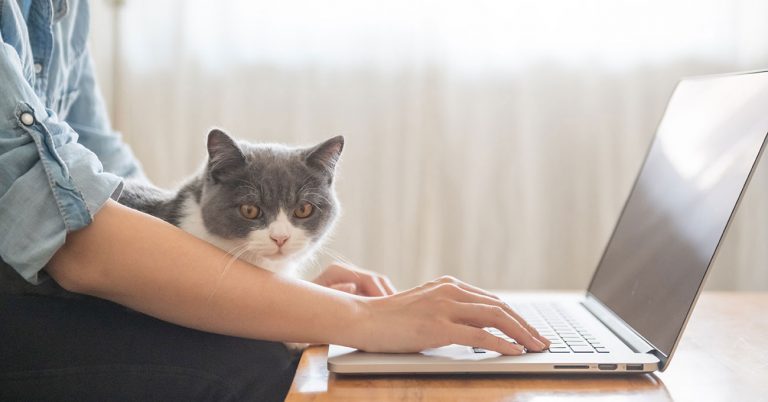 LifeLearn WebDVM Websites Now Link to Vetsource