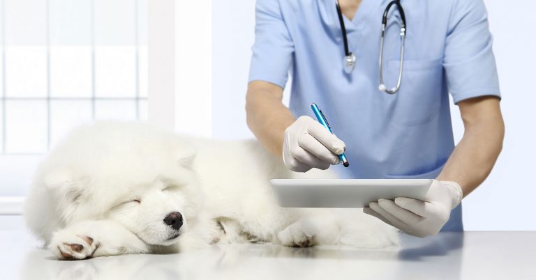 New Veterinary Algorithm Reads Between the Lines