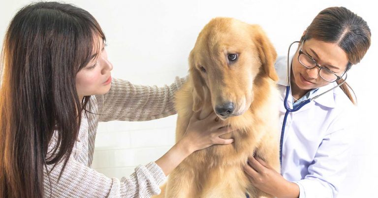 Midmark, Midwest Say ‘Yes’ to Pet Insurance